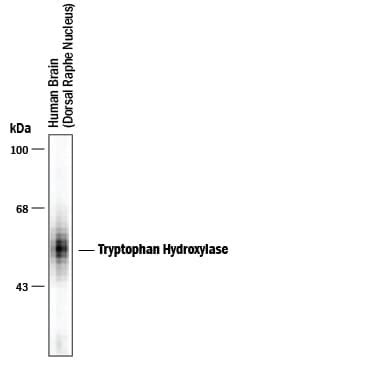 Tryptophan Hydroxylase Pan Specific Antibody PPS038: R&D Systems