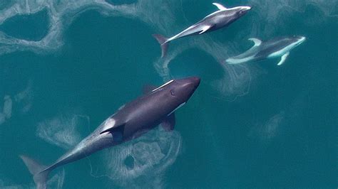 Odd couple of the deep: B.C. dolphins hang out with killer whales | CTV ...