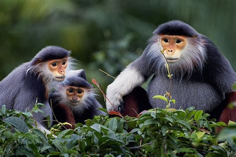 The native animals in Vietnam you must see | Vietnam Travel & Visas for ...