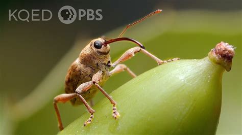 An Oddly Adorable Weevil That Drills Through Acorns With Her Long Snout