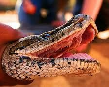 African Rock Python Facts and Pictures | Reptile Fact