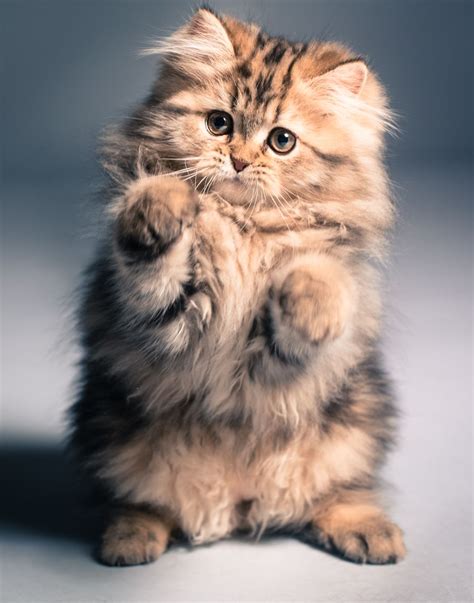 Fluffy Cat Breeds That Stay Small Cat Meme Stock Pictures And Photos ...