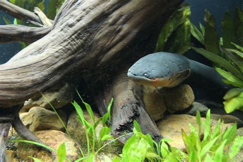 Georgia Aquarium Opens Electric Eel Habitat | Georgia Aquarium