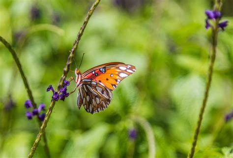 9/22/16 – Butterflies at Botanical Gardens | Picture Birmingham