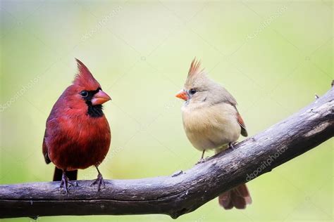 Male and female cardinal love birds — Stock Photo © picsbyst #73337413