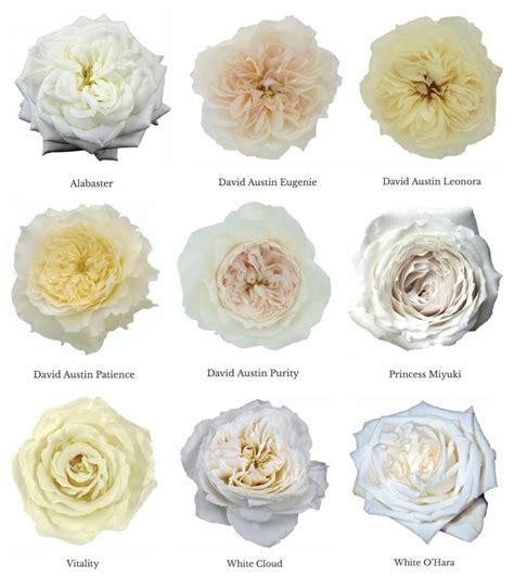 Varieties of White Garden Roses - Garden Roses Direct