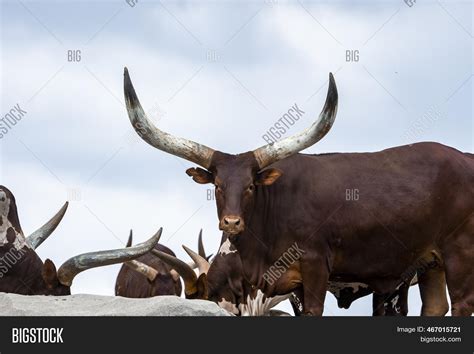 Brown Ox Big Horns San Image & Photo (Free Trial) | Bigstock