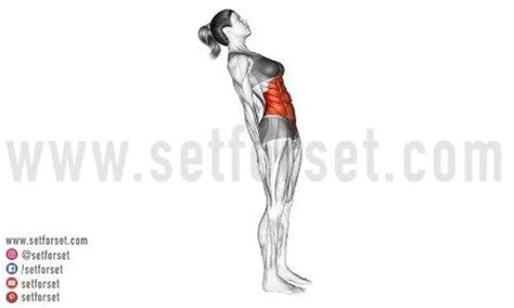 11 Best Rectus Abdominis Exercises & Stretches - SET FOR SET