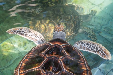 sea-turtle-conservation-centre