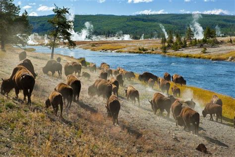 How To Spot Wildlife in Yellowstone National Park – Yellowstone ...