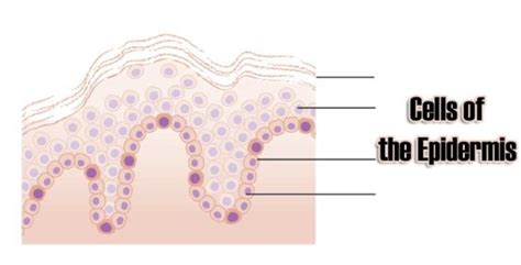 Cells of the Epidermis | 3 Layers of the Skin | Skin Cell Functions