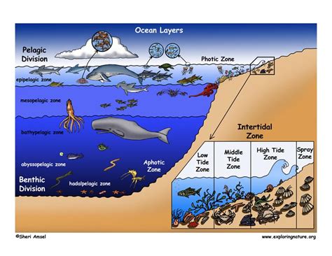 Intertidal Zone Examples