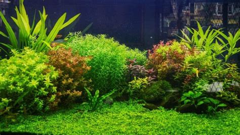 10 Background Aquarium Plants Everyone Will Love