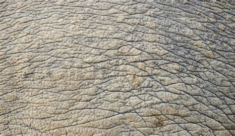 Rhino skin texture | Stock image | Colourbox