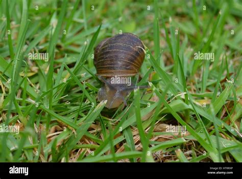 Snail habitat hi-res stock photography and images - Alamy