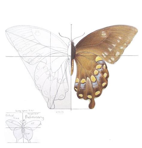 Symmetrical Design Balance Butterfly Study By Cathystephens