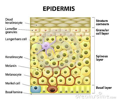 epidermis structure - pictures, photos