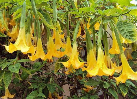 Angel Trumpet Yellow- BRUGMANSIA SEEDS - Huge, Fragrant Trumpet flowers ...