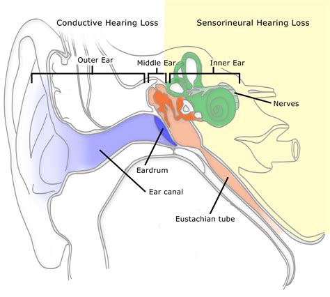 Fun Diagram Of The 3 Parts Of The Ear