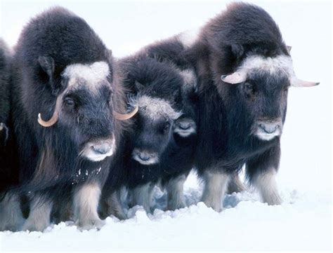 Arctic National Wildlife Refuge | Alaska, USA Wildlife & Conservation ...