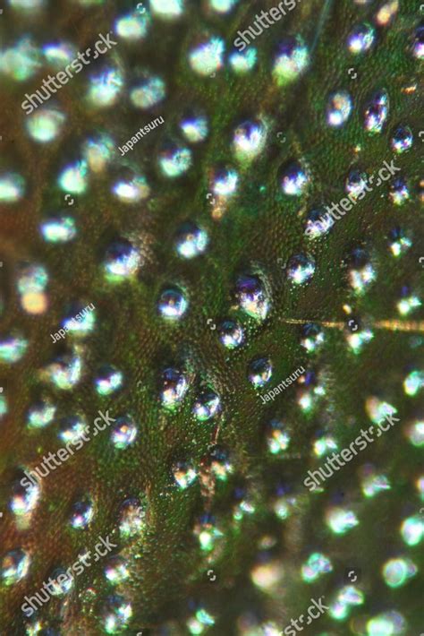 Watch insects with a microscope, a close up of a peacock's feathers ...