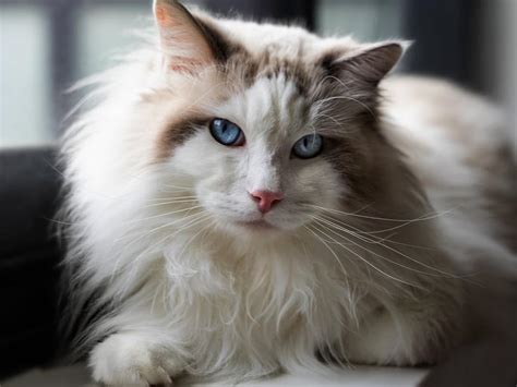 Ragdoll Cat - Cat Breed Guide | Spot