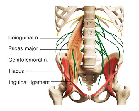 Genitofemoral Nerve Psoas