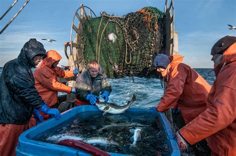 Tracking Cod Spawning for Habitat Protection - Northeastern University ...