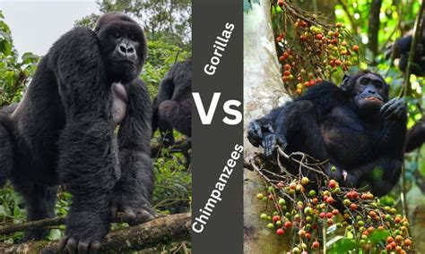 Gorilla Vs Human