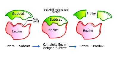 fascinating simplicity :): Cara Kerja Enzim