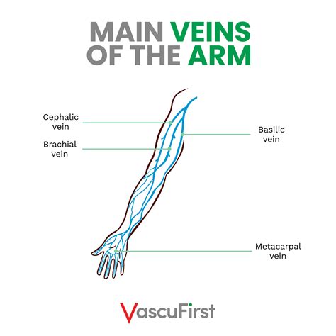 Pain Left Forearm Vein at Jazmine Lainez blog