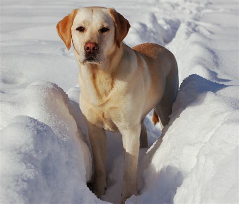 Labrador Retriever Images & Pictures - Becuo