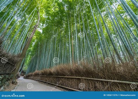 Sagano-Arashiyama Bamboo Forest, Kyoto, Japan Stock Photo - Image of ...