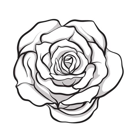 27,107,581 Rose outline Vector Images | Depositphotos