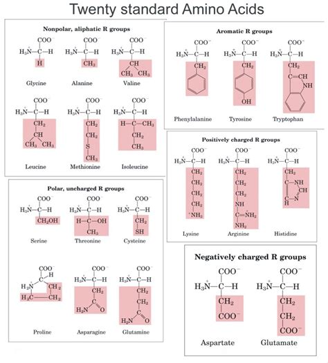 Amino Acids Properties Chart