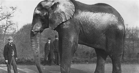 How Jumbo the Elephant Paved the Way For Jumbo Mortgages — Bunk History