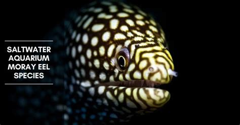 Moray Eel Size and Tank Size for Saltwater Eel Species