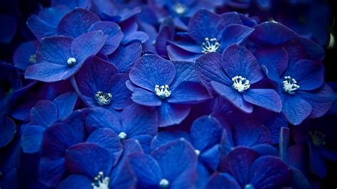 Hydrangea Blue Flower, HD Flowers, 4k Wallpapers, Images, Backgrounds ...