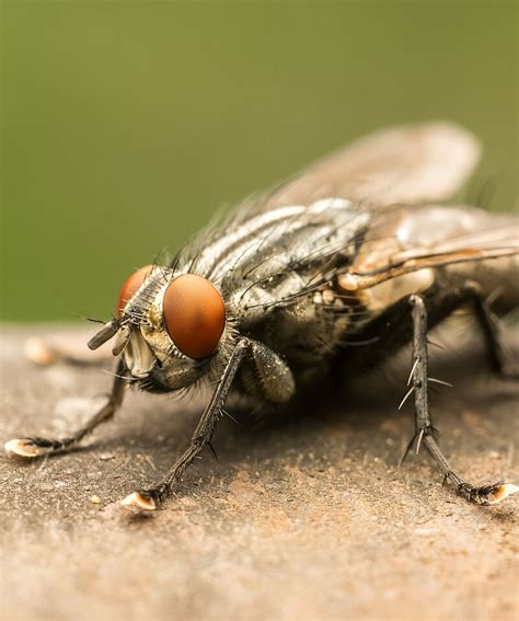 House fly - Biocontrol, Damage and Life Cycle