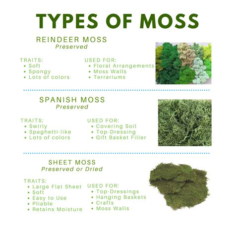 Guide To Moss - Great Growins