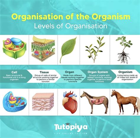 Discovering the Complexity: Exploring the Levels of Organization within ...