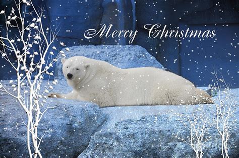 Polar Bear Christmas Wallpaper - WallpaperSafari