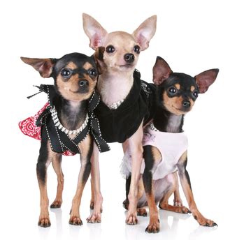 Chihuahua Clothes and Accessories at The Chihuahua Wardrobe!