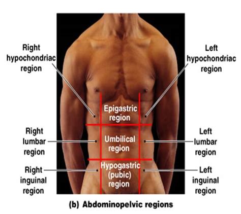 Regions Of Abdomen Diagram