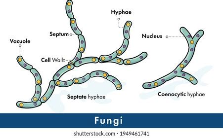 3.522 imagens de Fungal hyphae Imagens, fotos stock e vetores ...