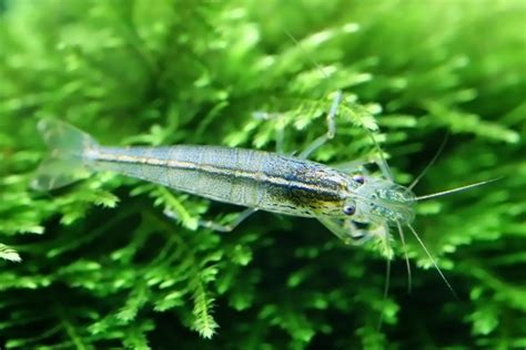 7 Ways To Deal With Seed Shrimp In Aquarium