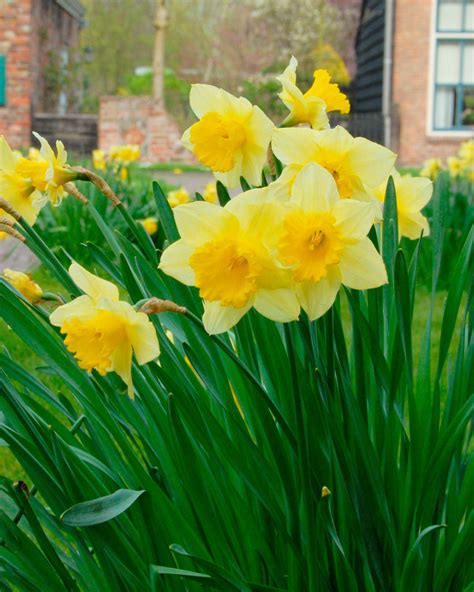 Narcissus 'Carlton' bulbs — Buy online at Farmer Gracy UK