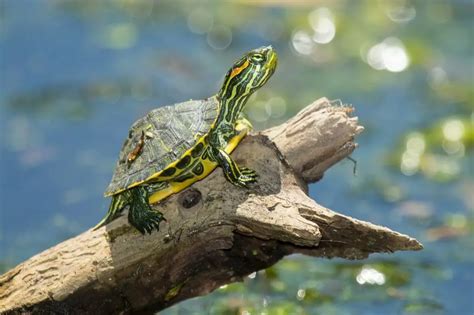 Red-Eared Slider Tank Size: What's the Best Option for Your Pet ...