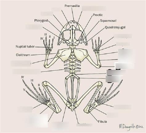 Frog Skeleton Diagram | Quizlet