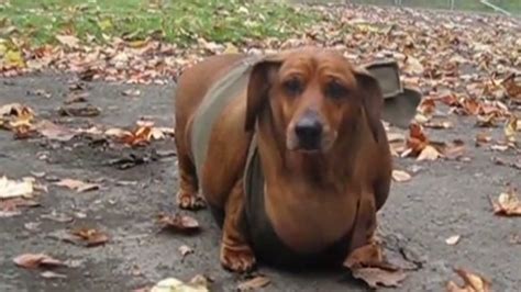 Obese wiener dog gets tummy tuck - CNN Video